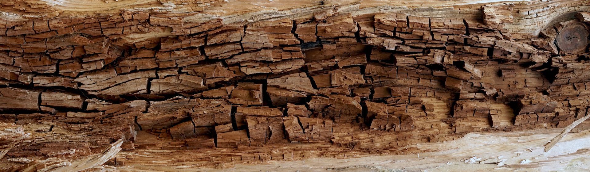 Bois altéré montrant d'importantes crevasses et une structure interne apparente.