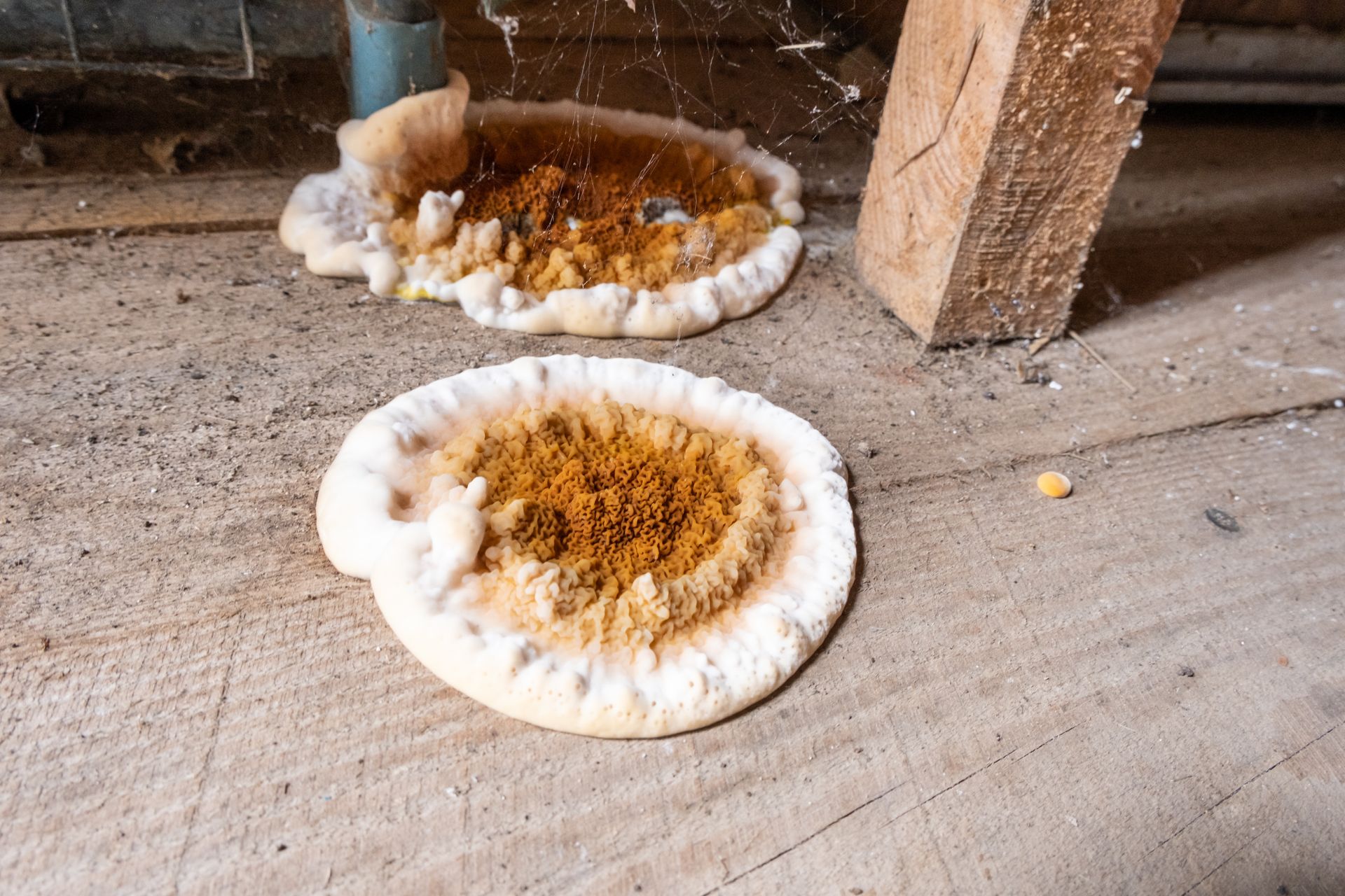 Deux formations circulaires brun-orangé entourées d'une bordure blanche sur un plancher en bois, à proximité d'un poteau et de toiles d'araignée.