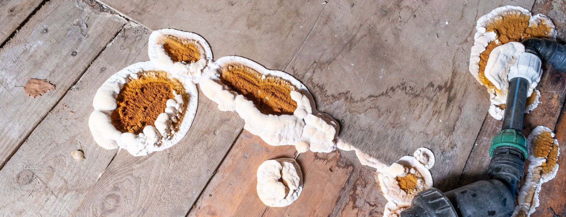 Dépôts circulaires blanc crème entourant des zones brun-orangé sur un plancher en bois.