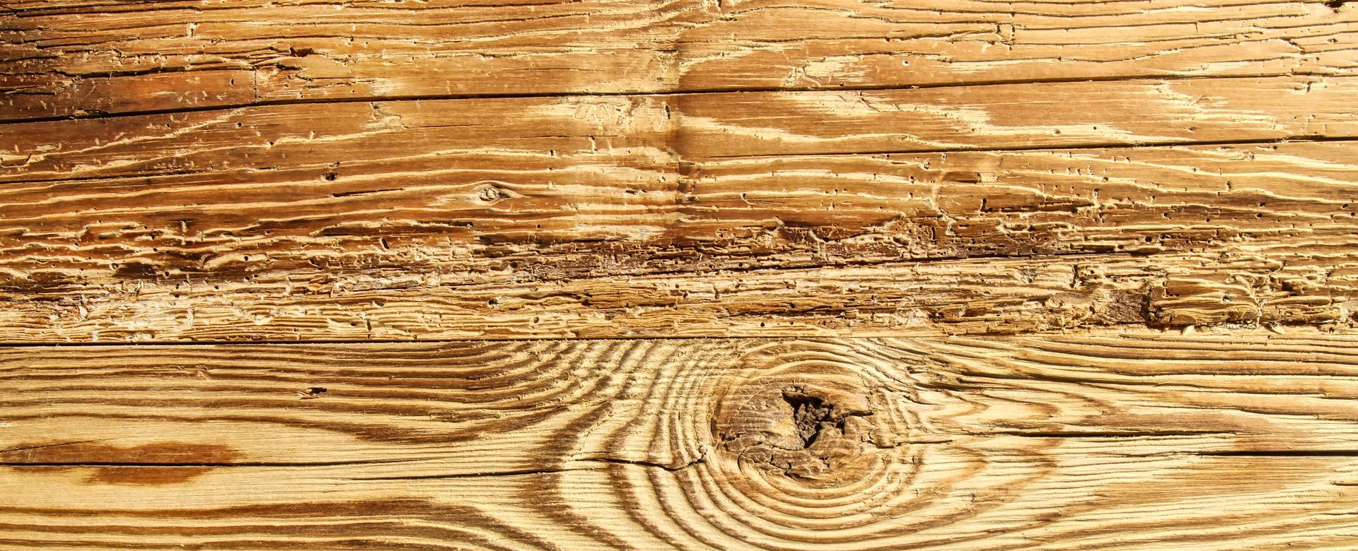 Surface en bois présentant un veinage marqué, des nœuds visibles et plusieurs galeries sinueuses creusées à la surface