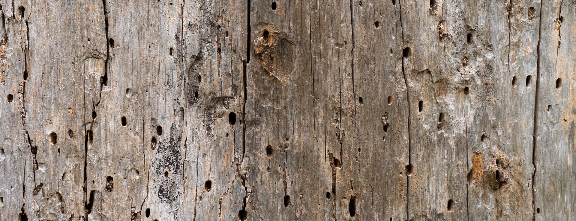 Surface en bois vieilli présentant de nombreuses perforations circulaires et plusieurs fissures longitudinales visibles sur toute la hauteur.
