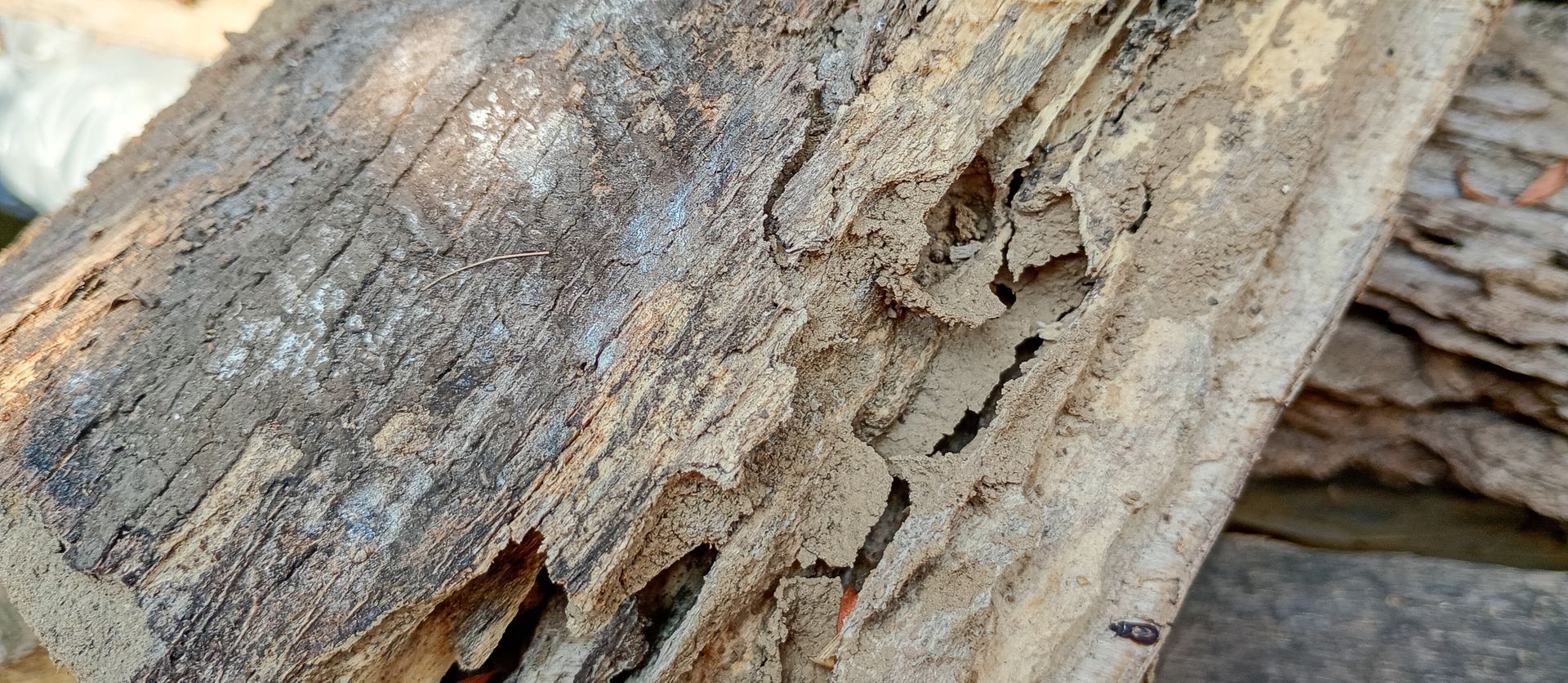 Gros plan sur une pièce de bois présentant des cavités irrégulières et des zones de matière effritée.