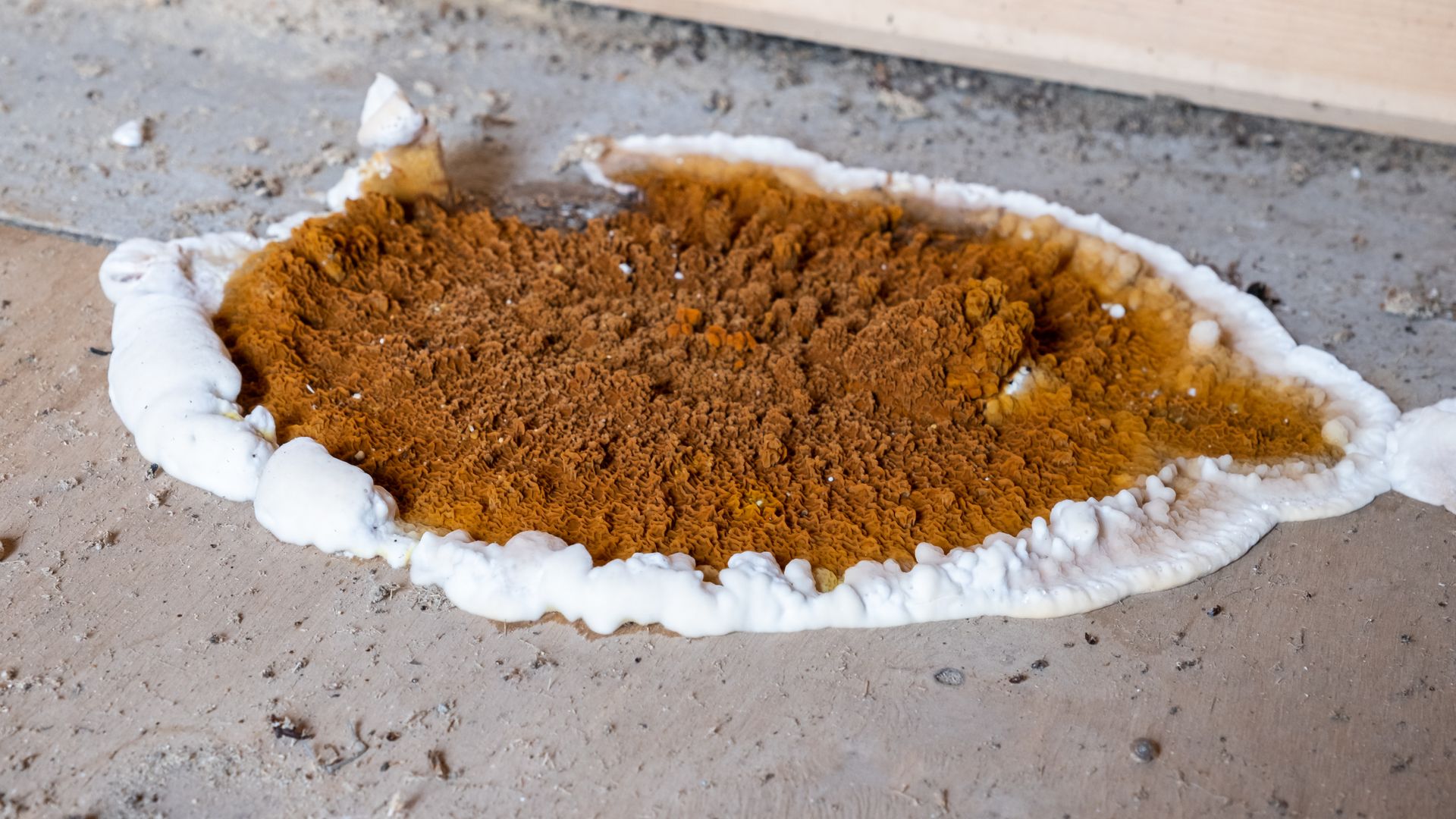 Masse brun-orangé à texture irrégulière entourée d'un contour blanc sur un support horizontal.