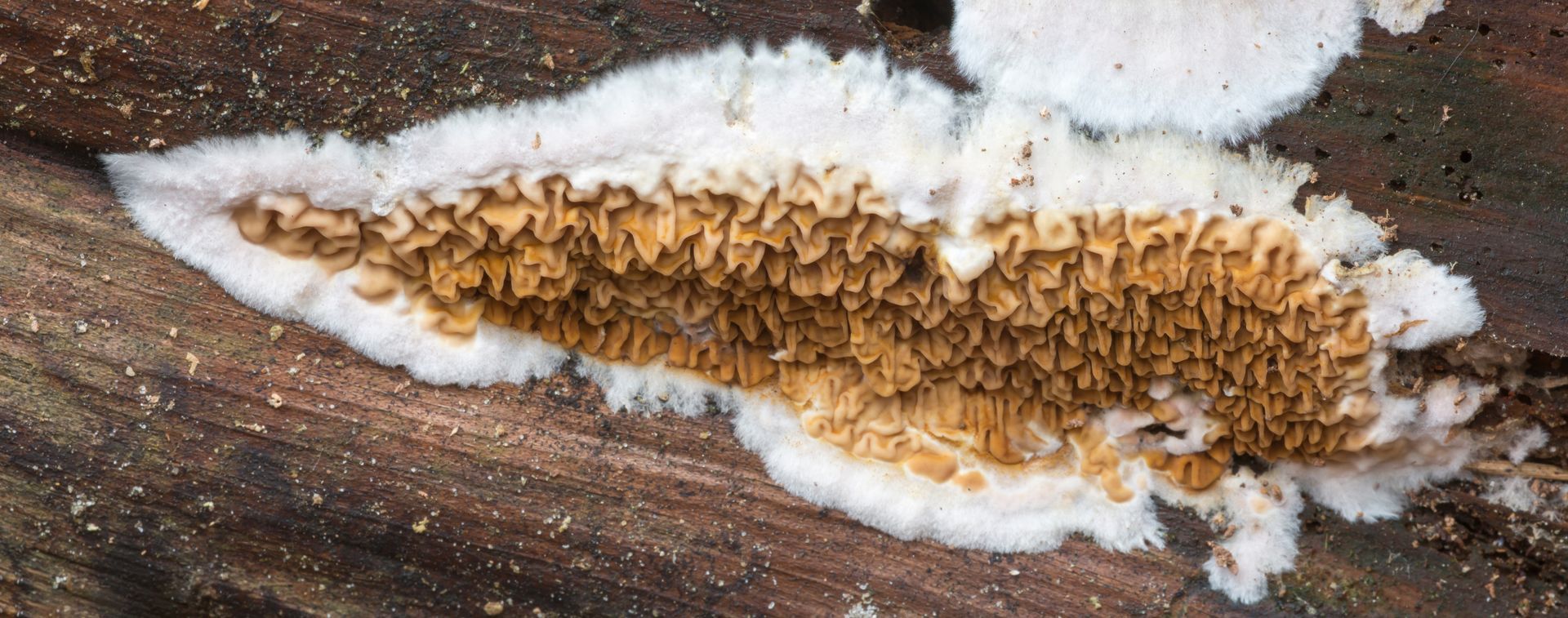Champignon marron entouré de blanc sur du bois