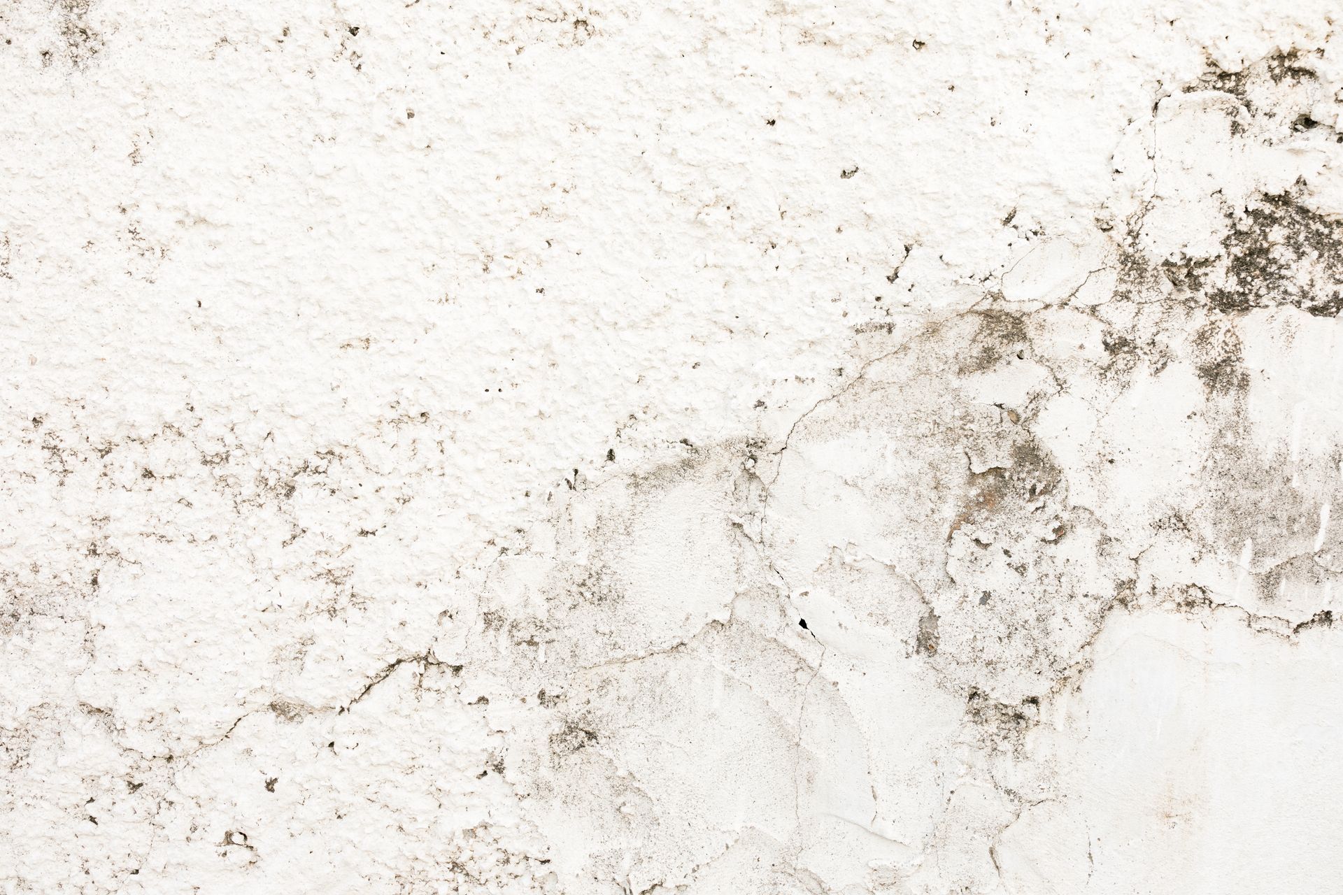 moisissures sur un mur en plâtre 