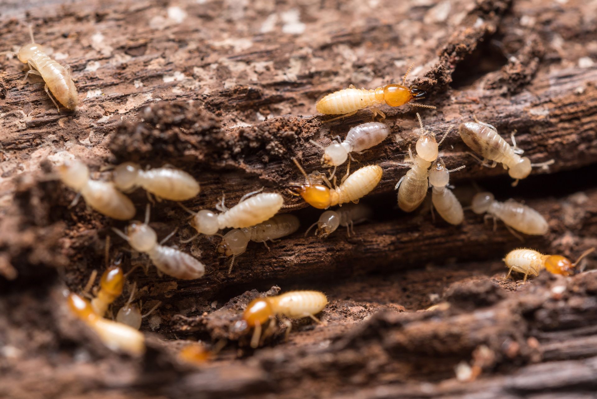 Détail d'une pièce de bois présentant de nombreux insectes dans des cavités et interstices.