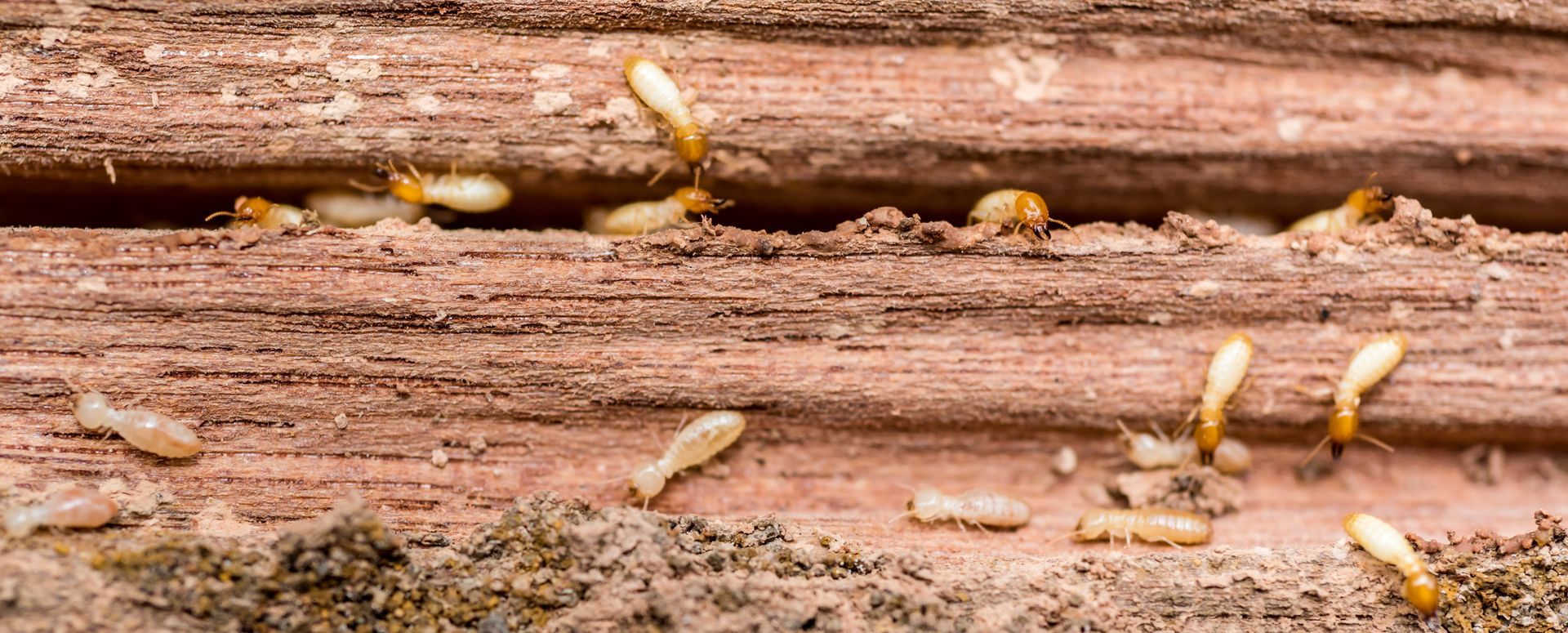 Pièce de bois présentant des cavités et plusieurs insectes visibles à la surface et dans les fentes.