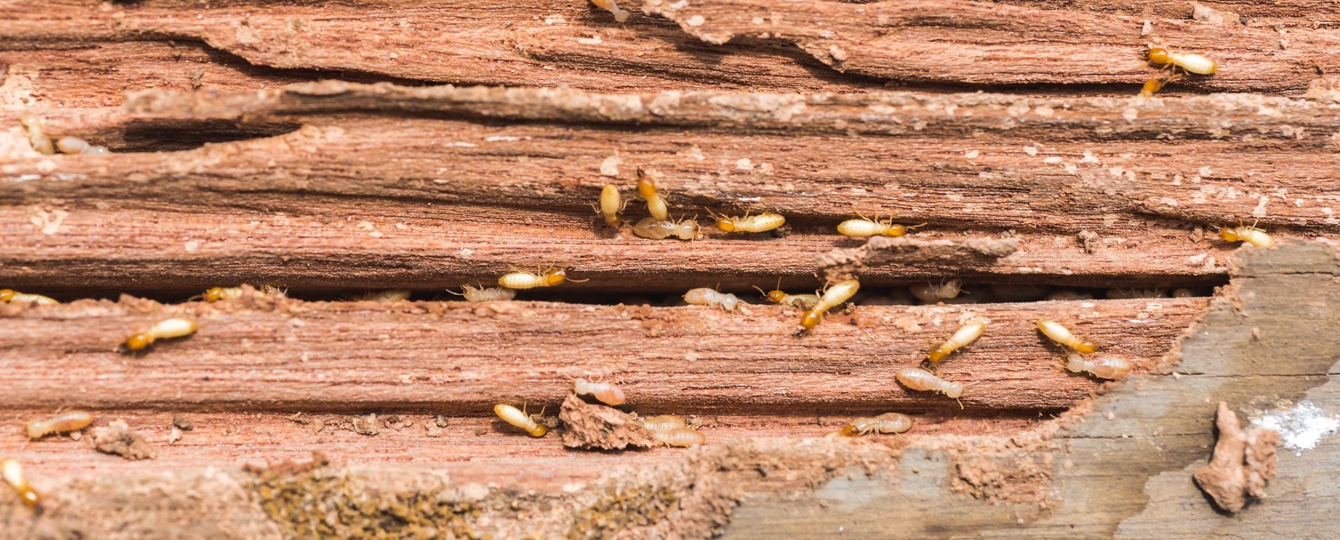 Petits insectes dans du bois