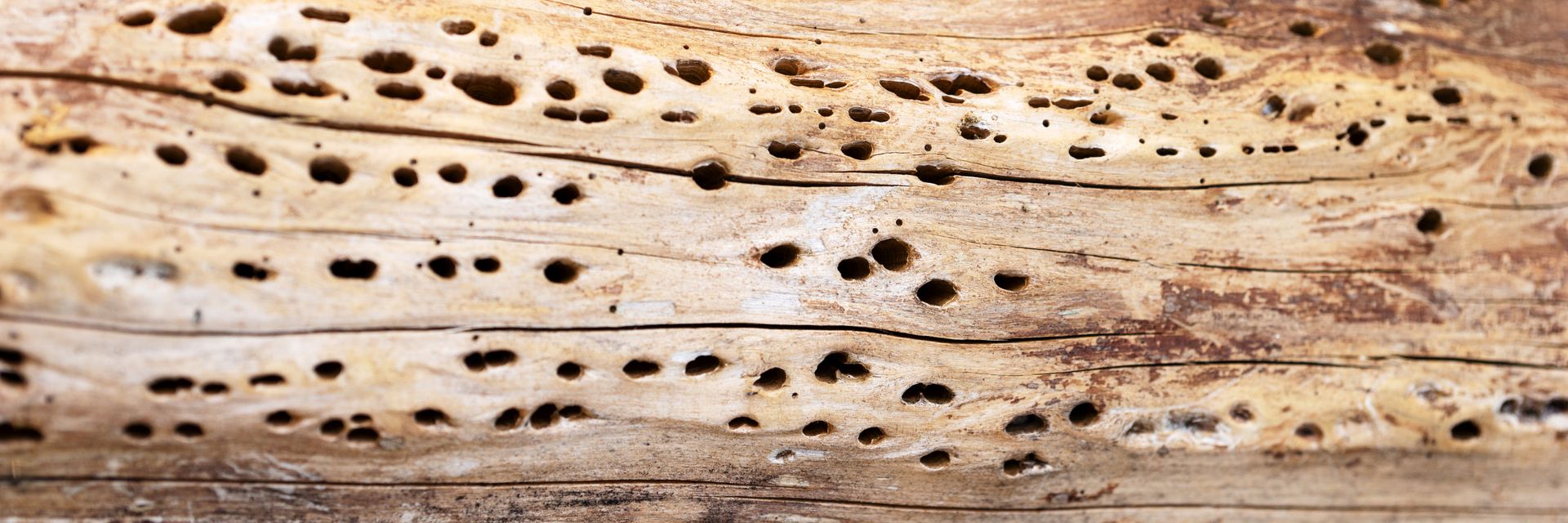 Bois clair marqué par une forte concentration de trous répartis de manière irrégulière.