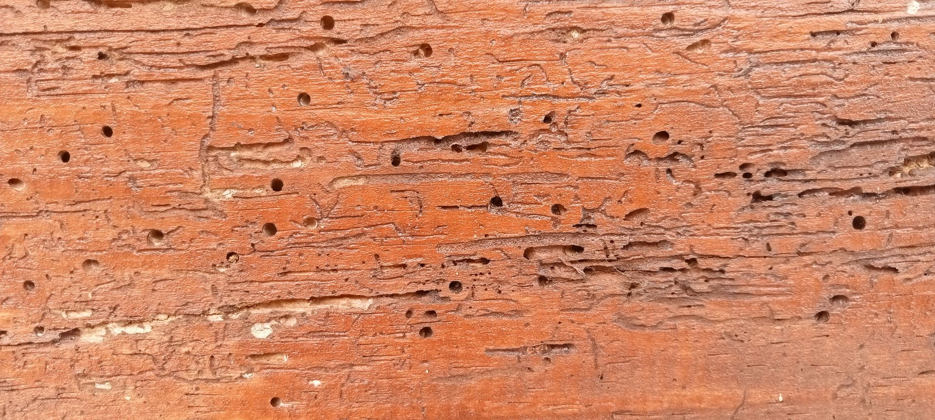 Surface en bois présentant de nombreux petits trous et des galeries sinueuses visibles à sa surface.