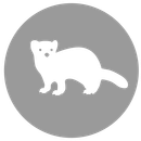 Ein weißes Frettchen steht im Kreis auf grauem Hintergrund.