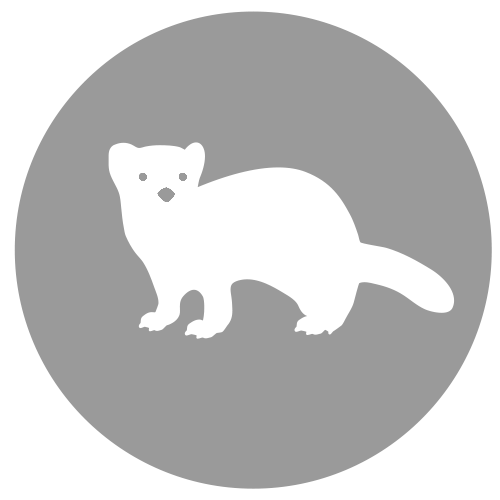 Ein weißes Frettchen steht im Kreis auf grauem Hintergrund.