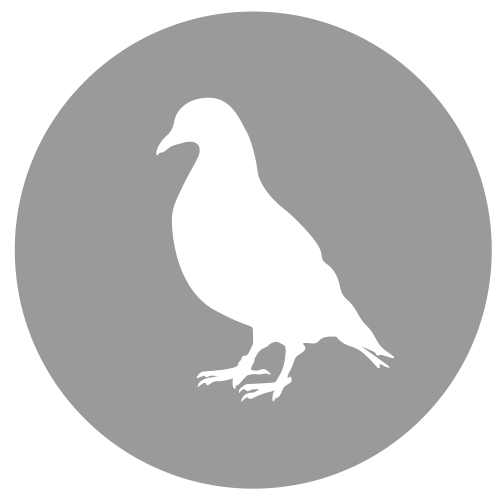 Eine weiße Taube sitzt im Kreis auf grauem Hintergrund.