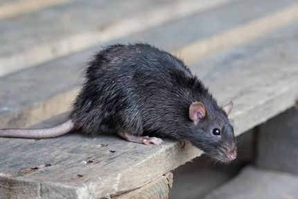 Auf einem Holztisch sitzt eine schwarze Ratte.