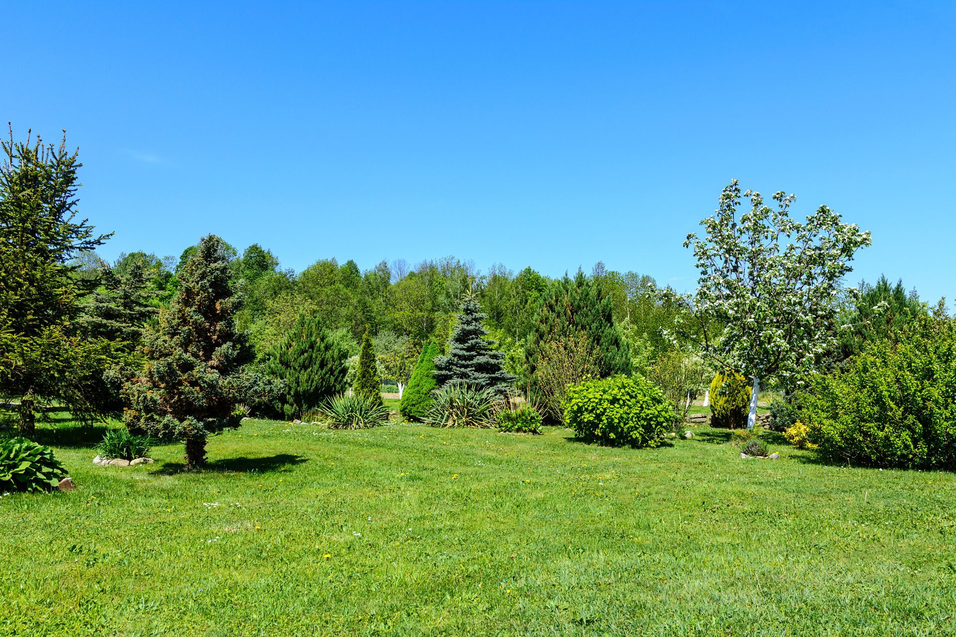 Taille de sapin et d’arbustes