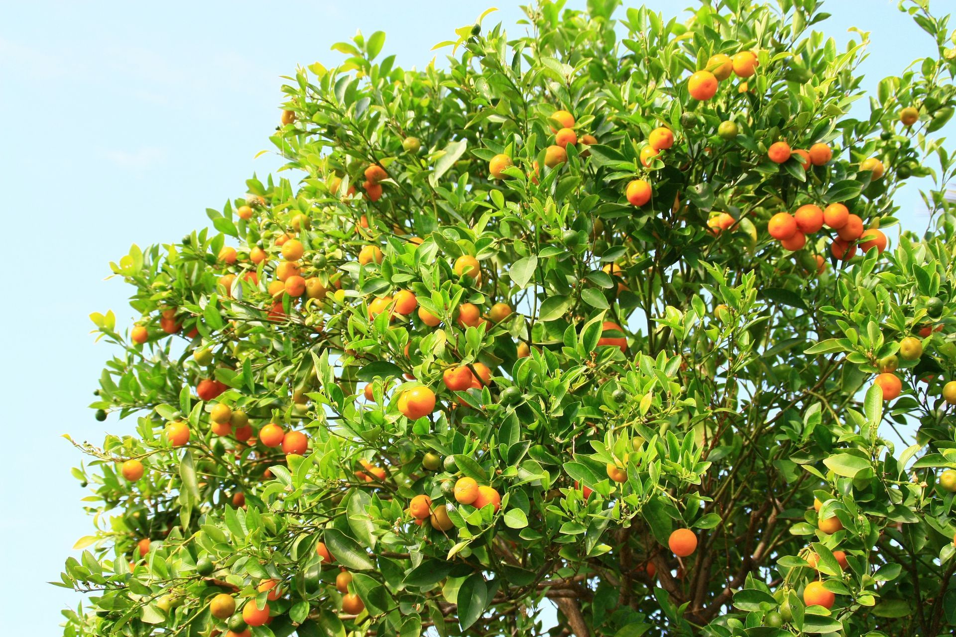 Arbre et mandarines