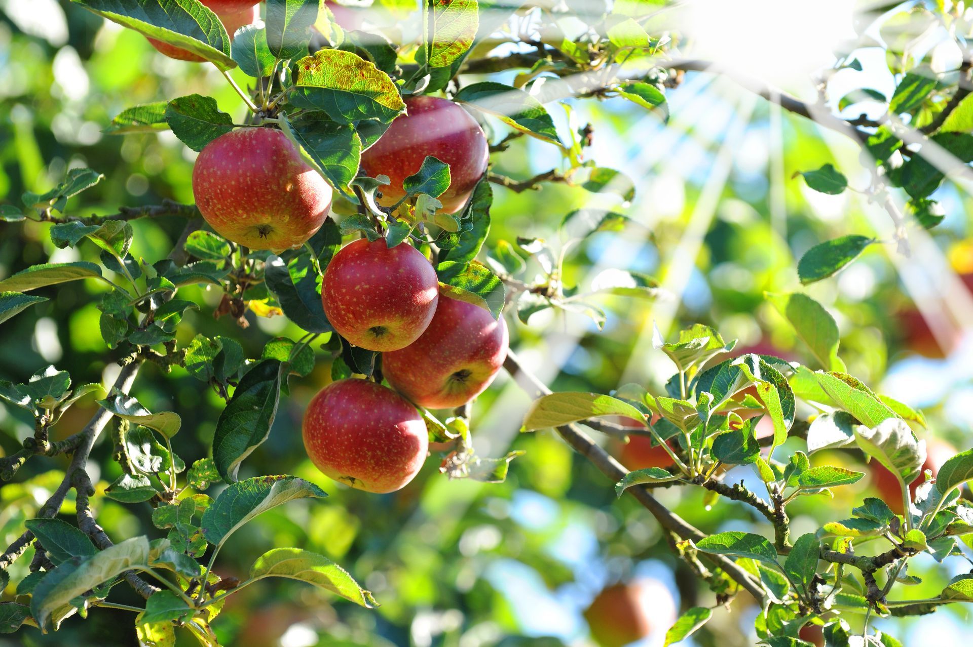 Arbre et pommes