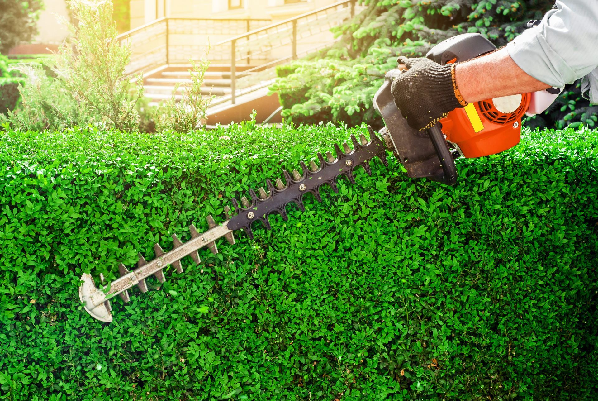 Un jardinier procède à la taille d'une haie