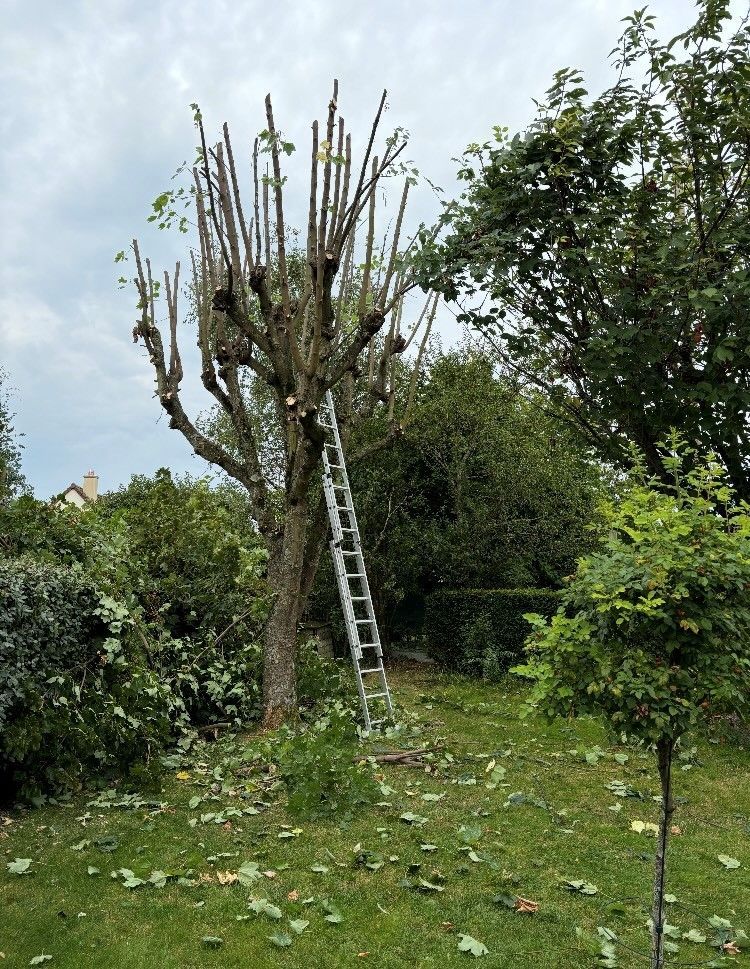 Arbre et mandarines