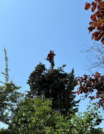 Un jardinier grimpe au sommet d'un arbre pour élagage