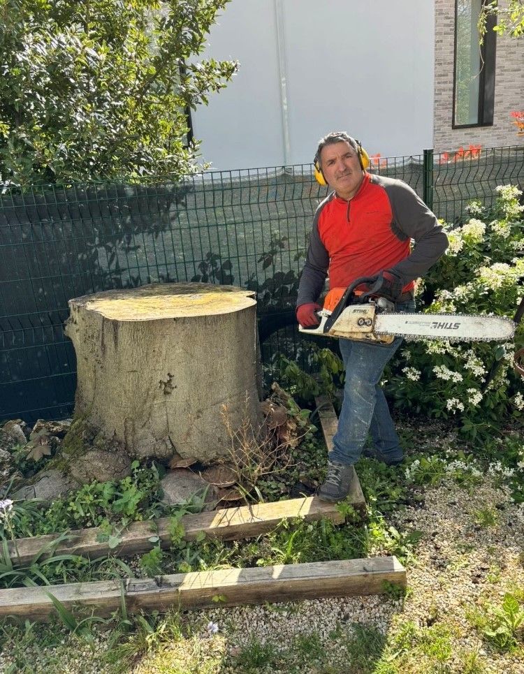Tronçonneuse et arbre