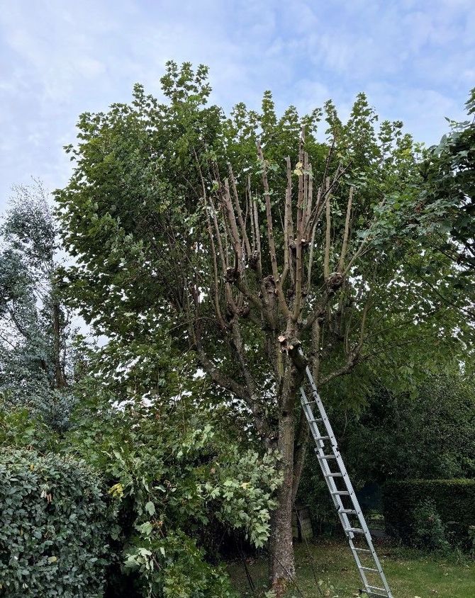 Arbres abattus