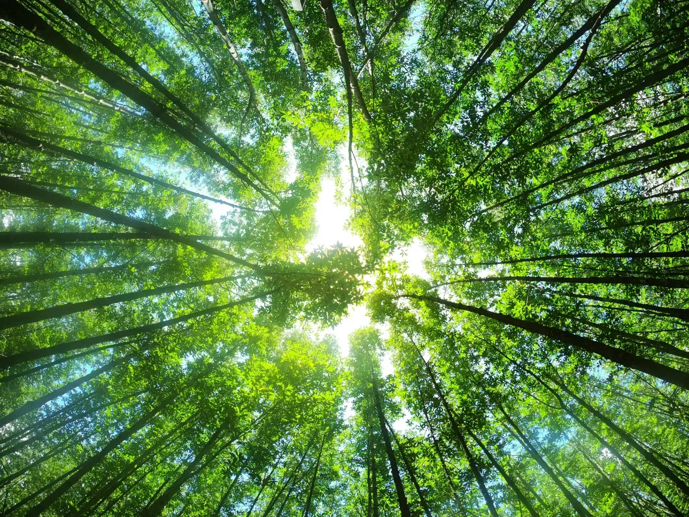 Blick durch die Bäume in einem Wald zur Sonne hinauf.