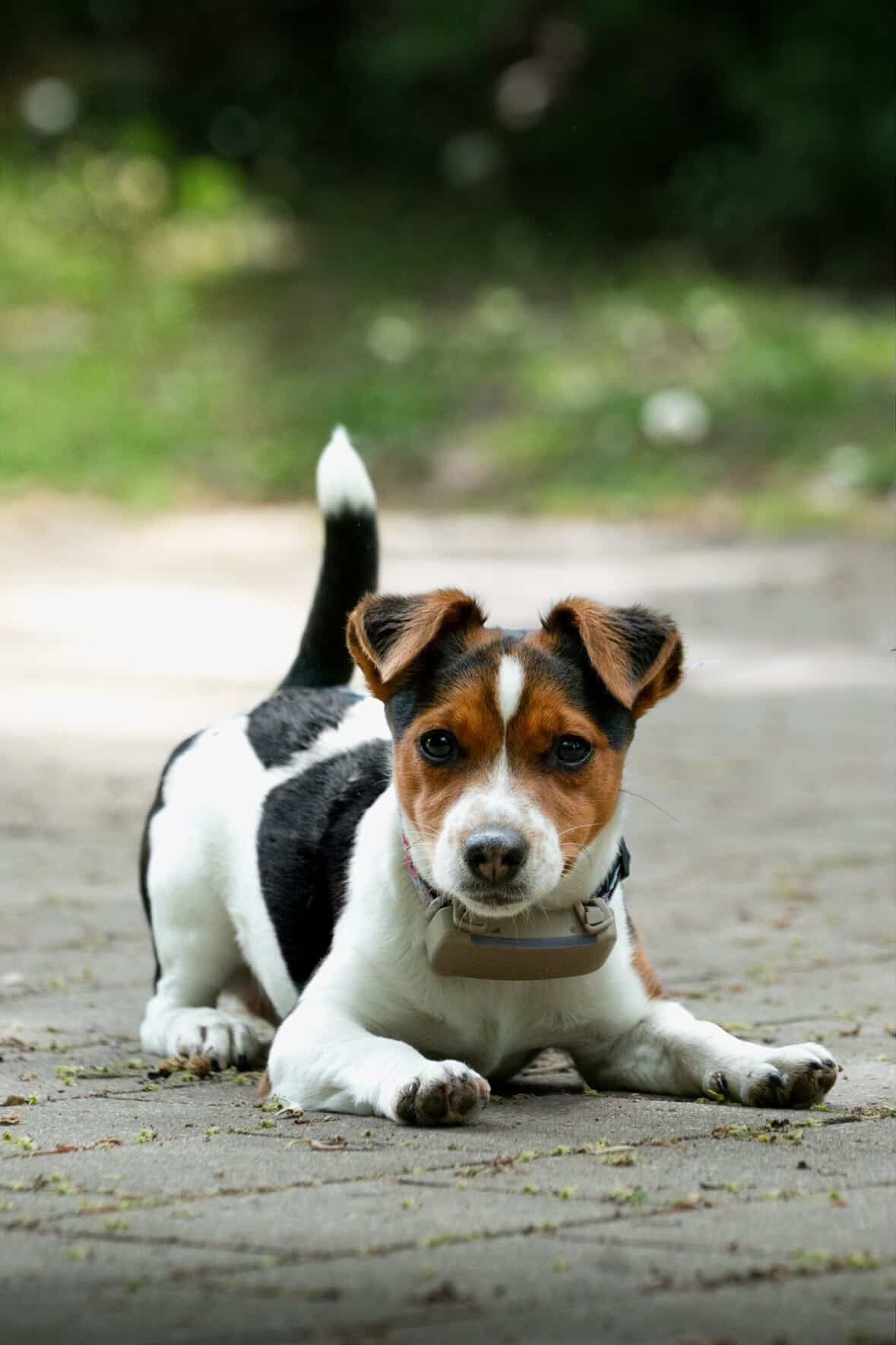 Portrait; Hund Ella