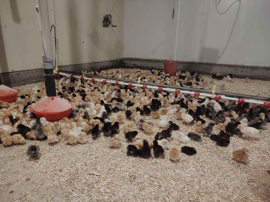 Nombreux poussins de différentes couleurs.