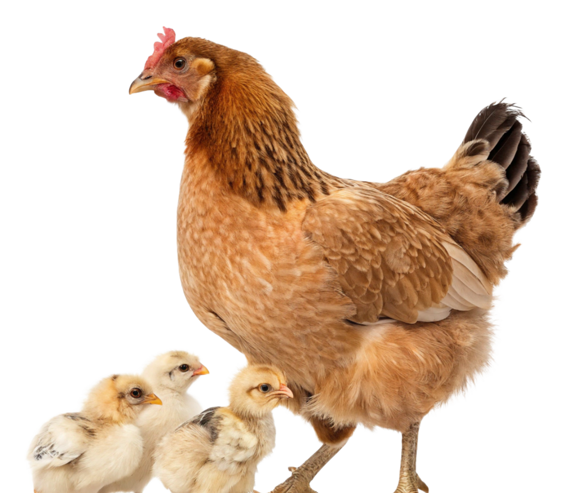 Poule et ses poussins.