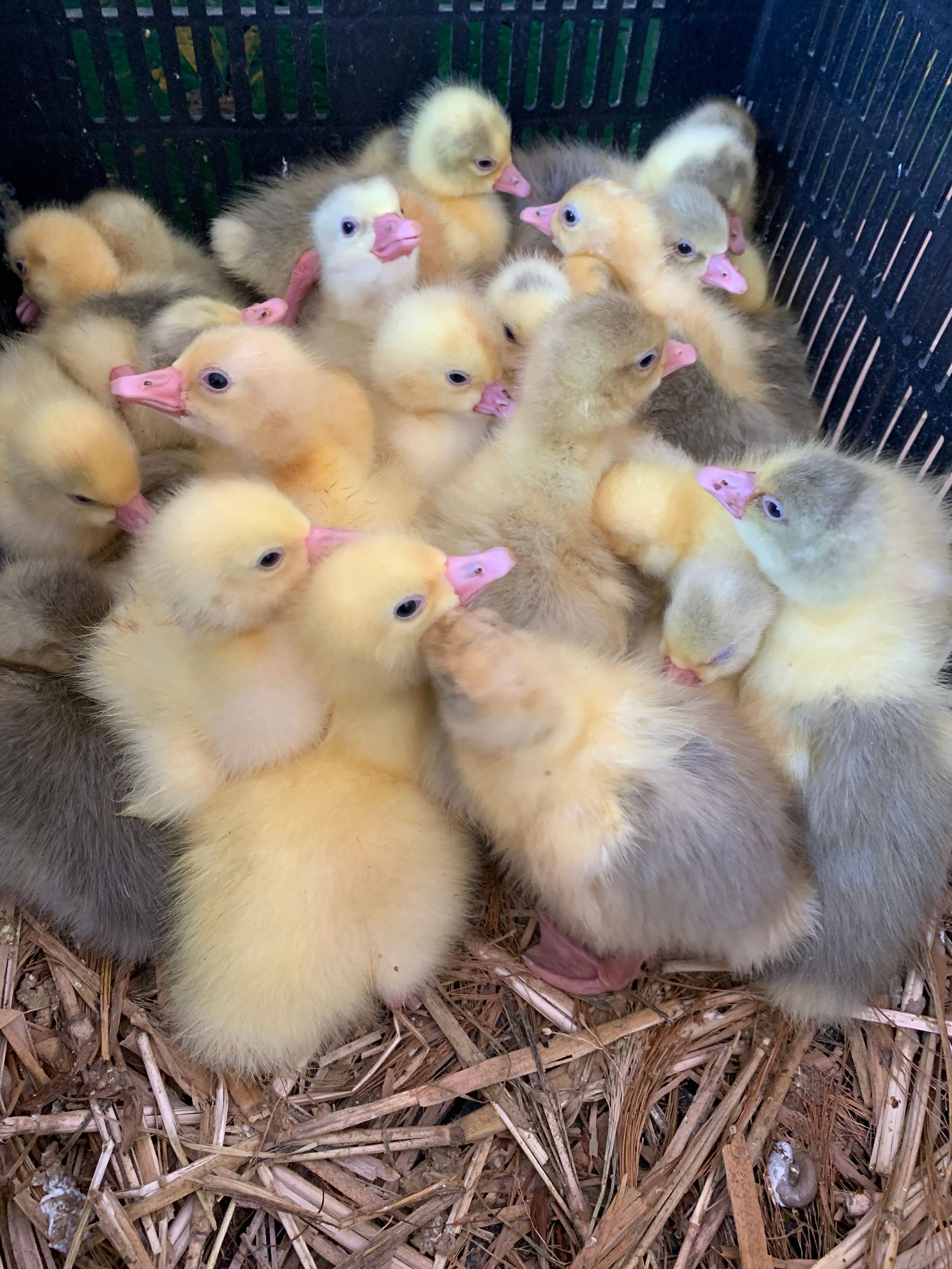 Petits canetons.