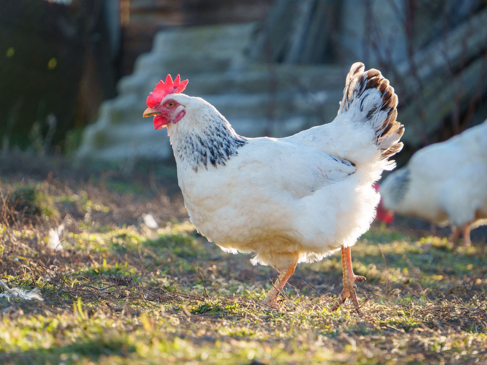 Poule Sussex.