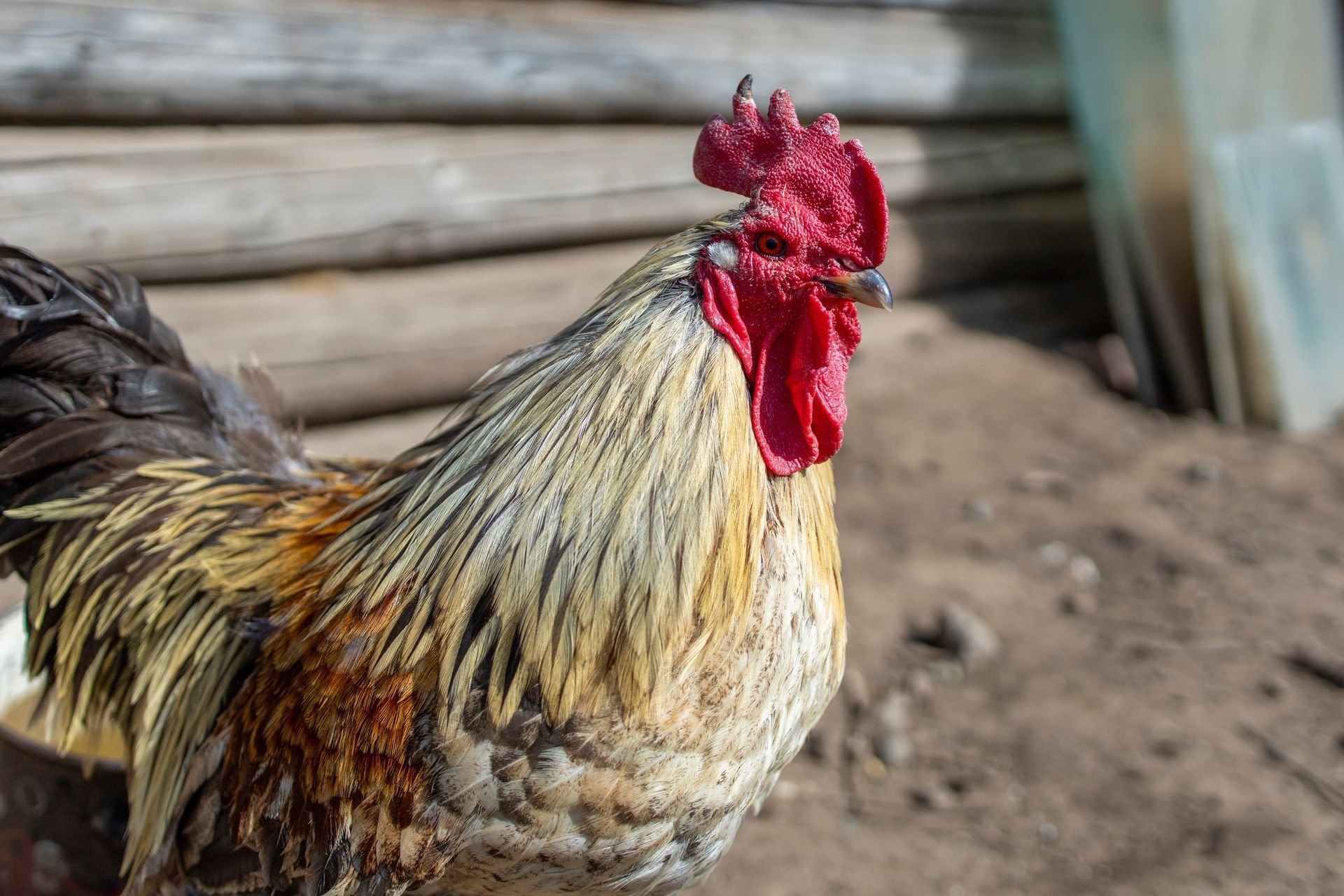Coq fermier.