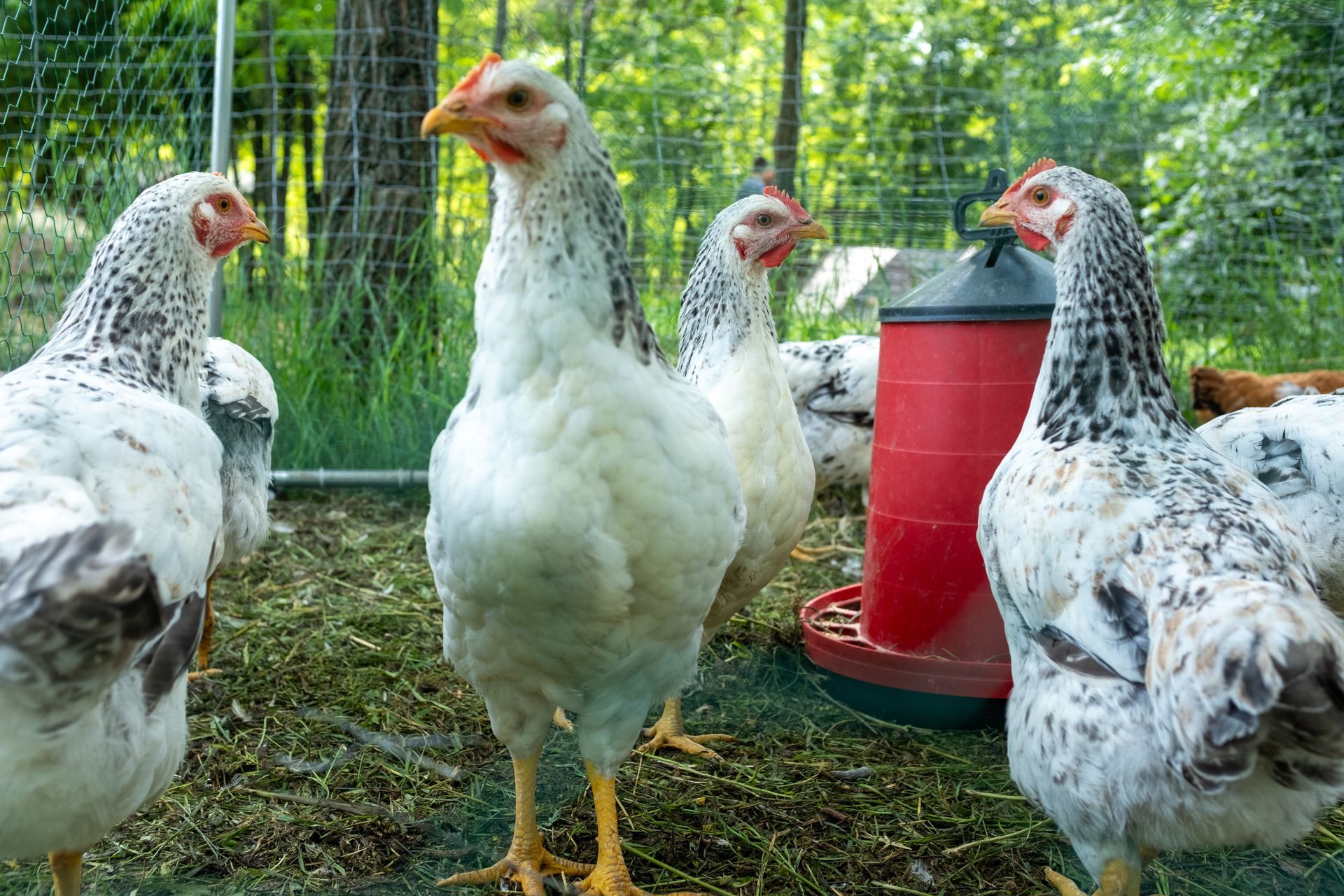 Matériel pour poules.