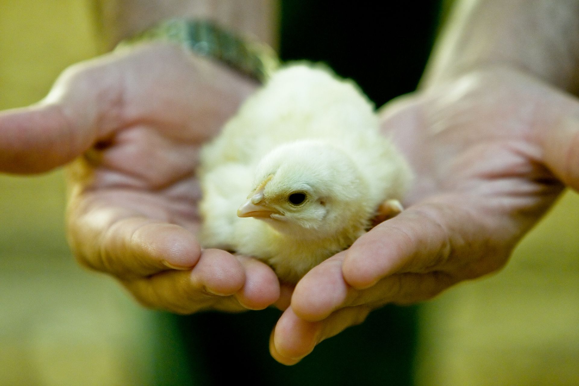 Mains tenant un poussin.