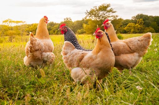 Poules dans l'herbe.