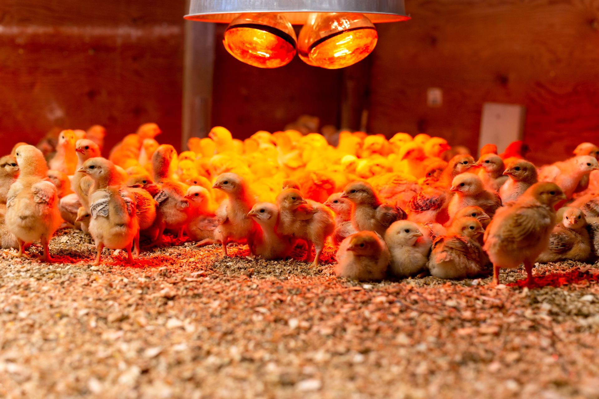Incubateur avec lampe pour poussins.