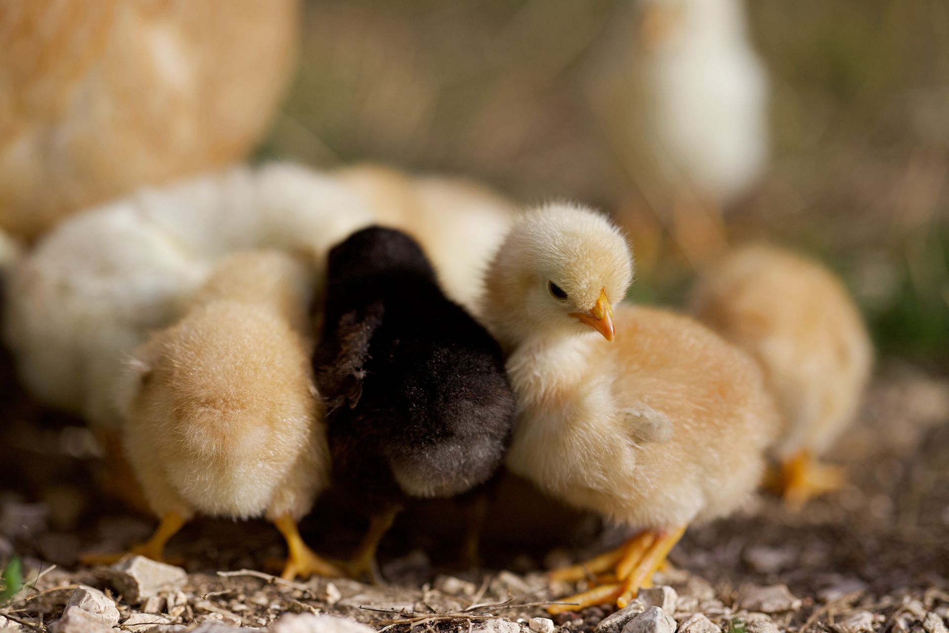 Petits poussins noirs et clairs.