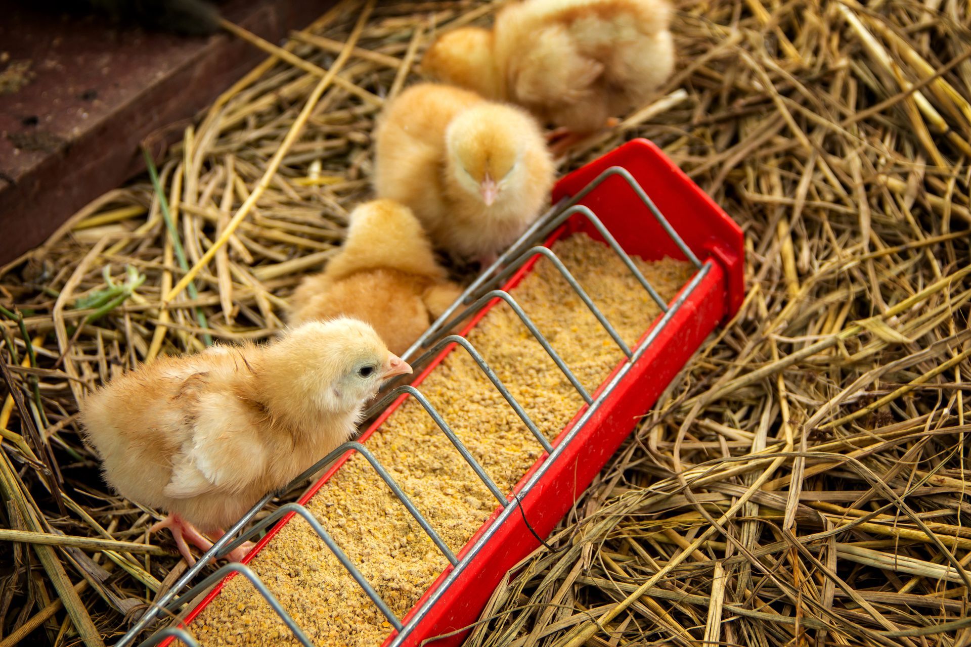 Poussins devant une mangeoire.