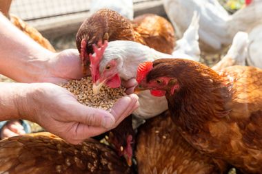 Mains remplies de graines et poules mangeant dedans.