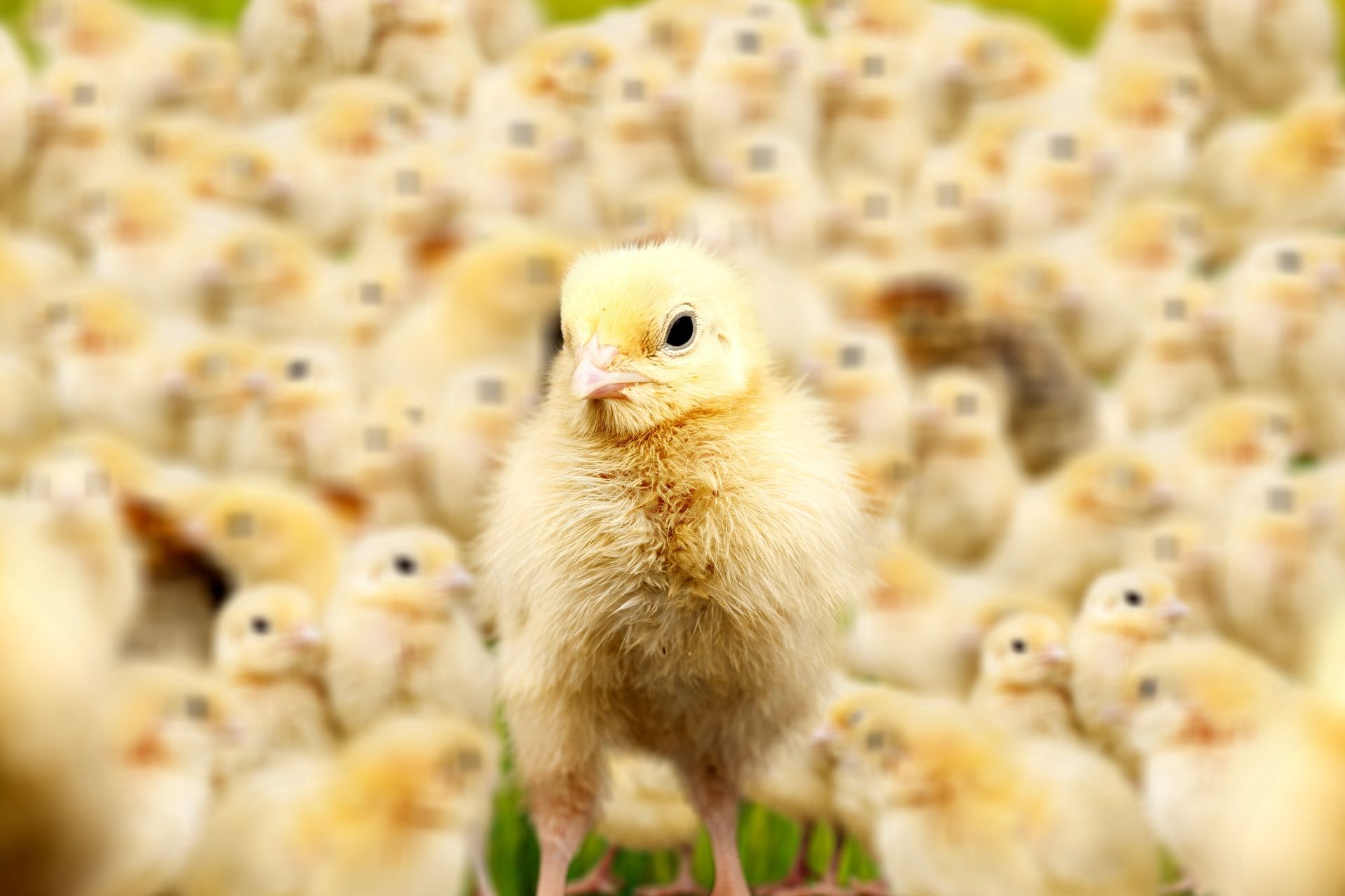 Nombreux poussins avec un au premier plan.