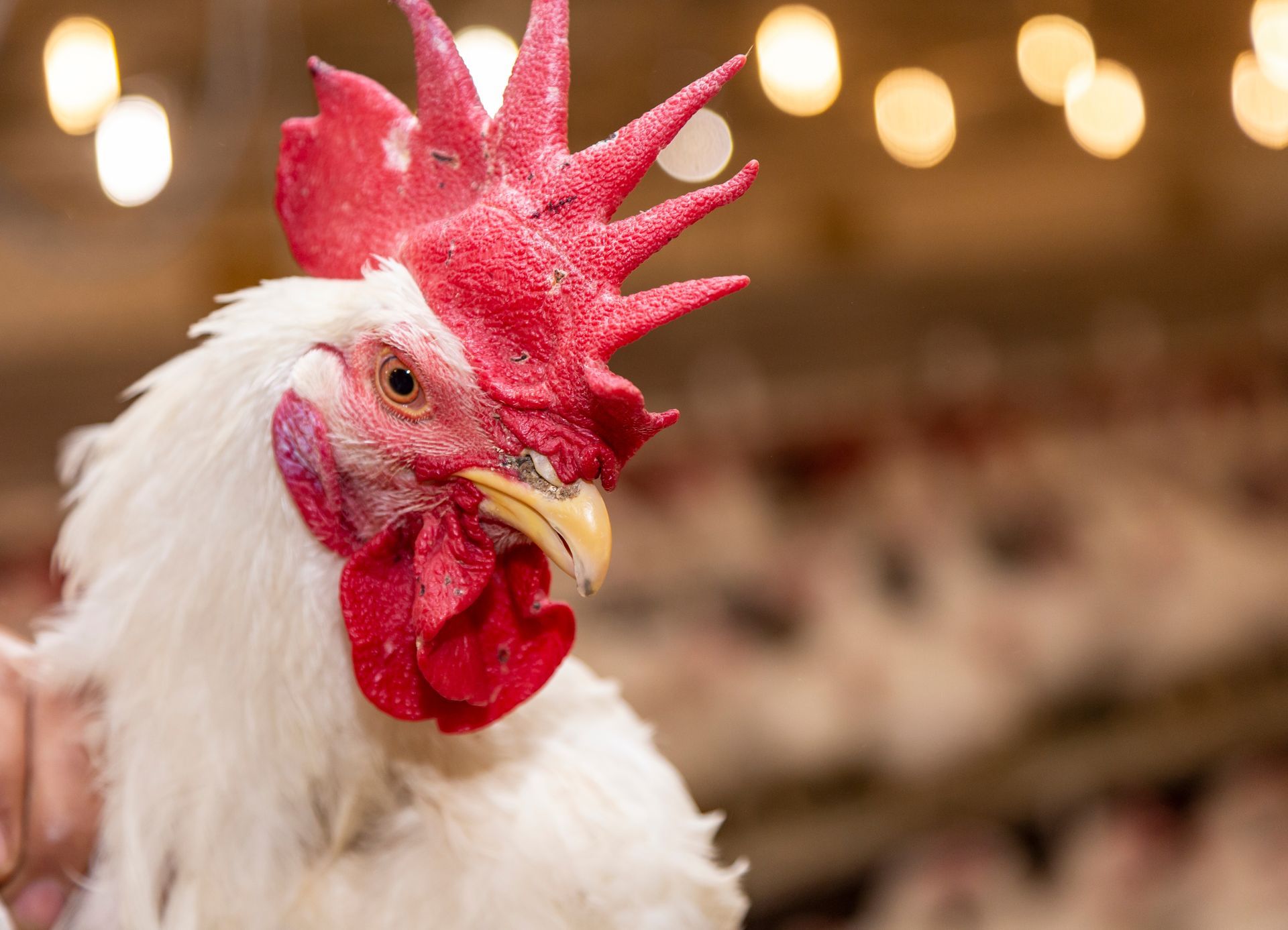 Coq blanc.