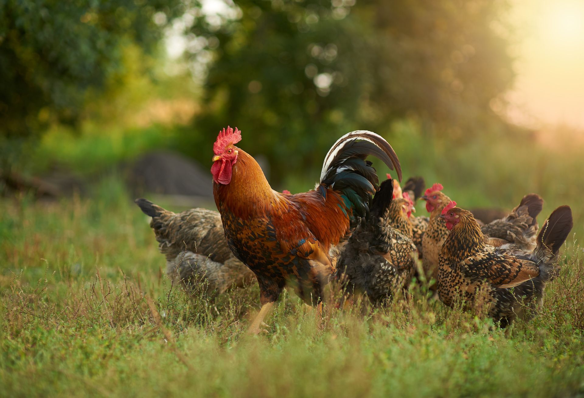 Coq entouré de poules.
