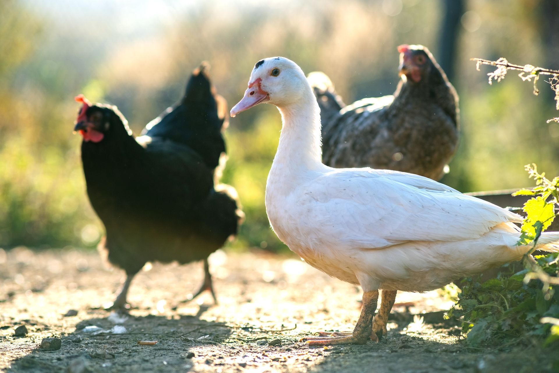Canard et poules.