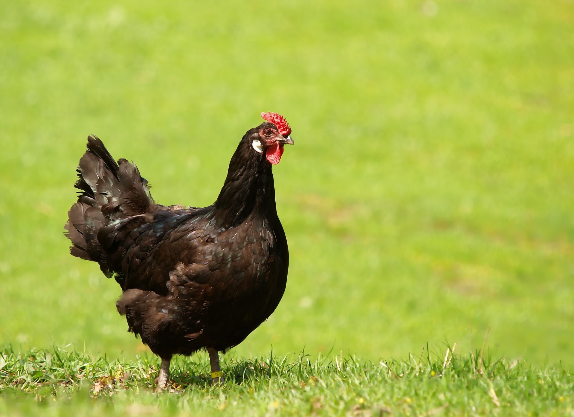 Poule noire.