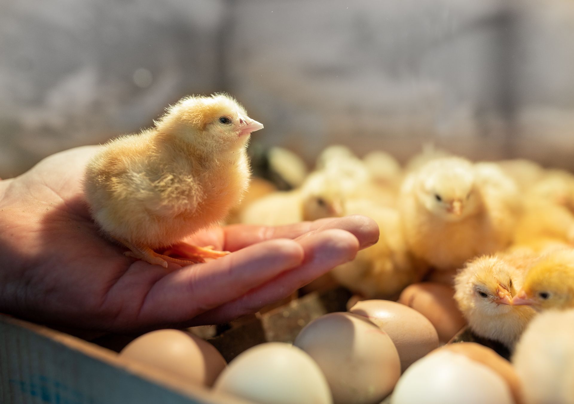 Poussin dans une main avec à proximité des œufs et d'autres poussins.