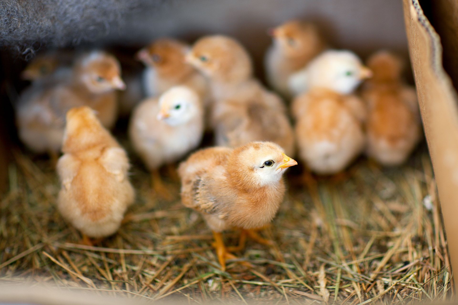 Poussins dans une boîte en carton.