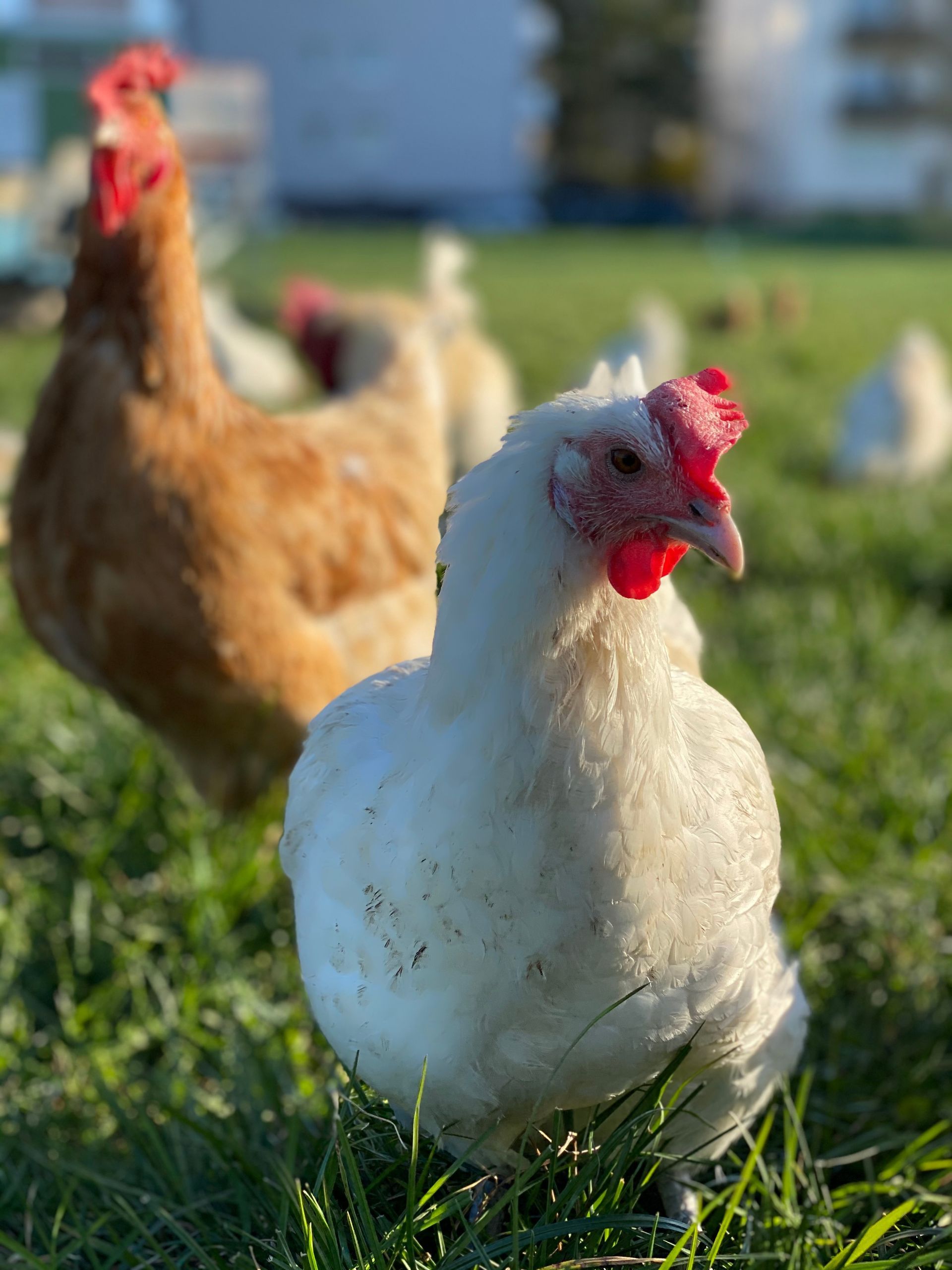 Des poules en plein air.