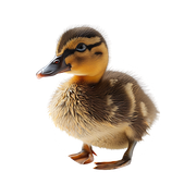 Petit canard coloré.