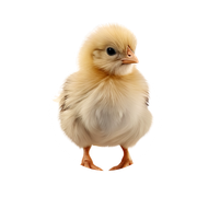 Petit poussin de ponte.